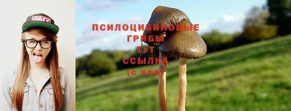 сатива Аркадак